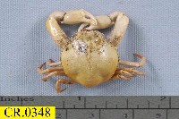 藏品(豆形拳蟹)的圖片